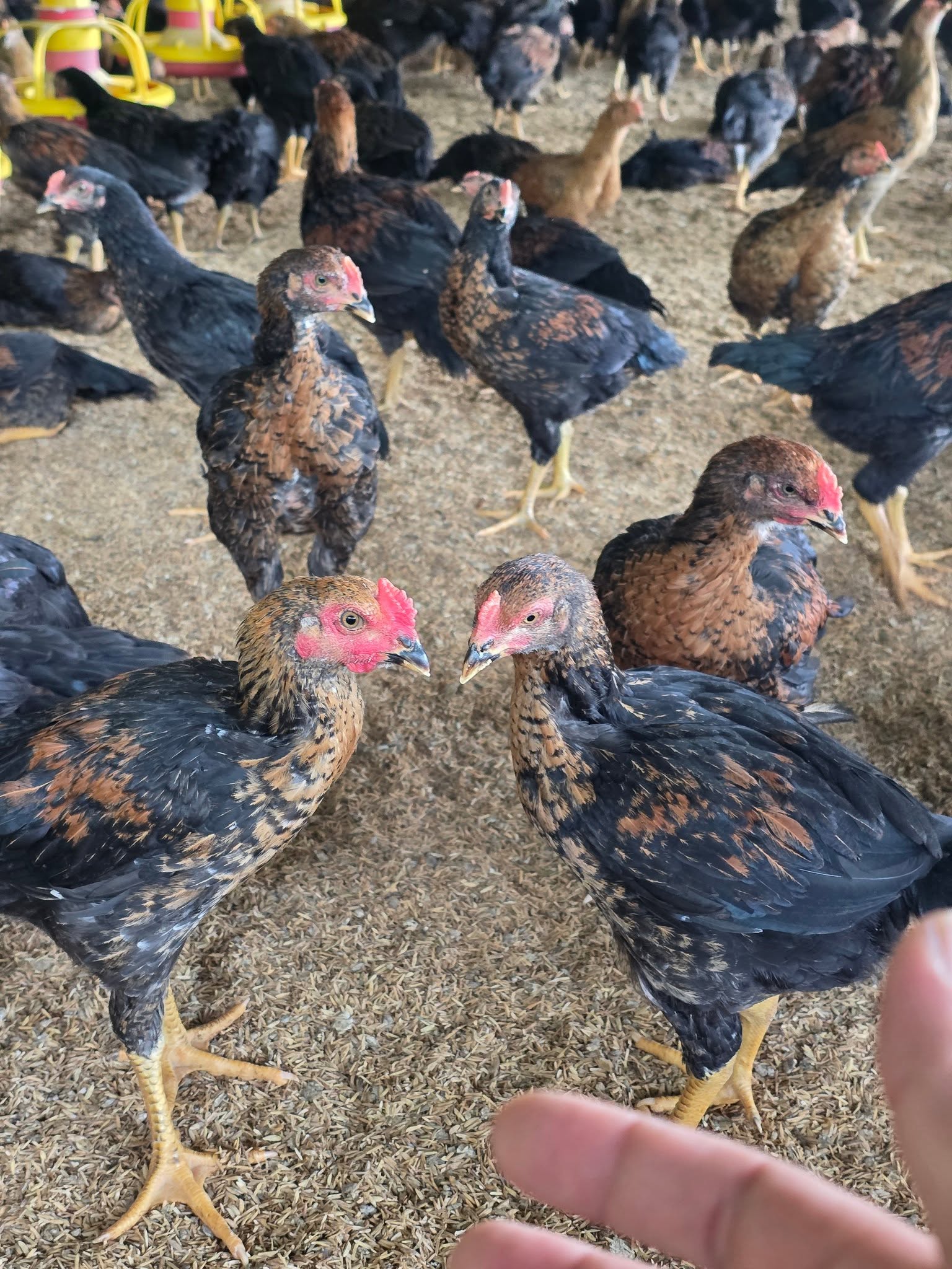 คัดไก่คุณภาพ