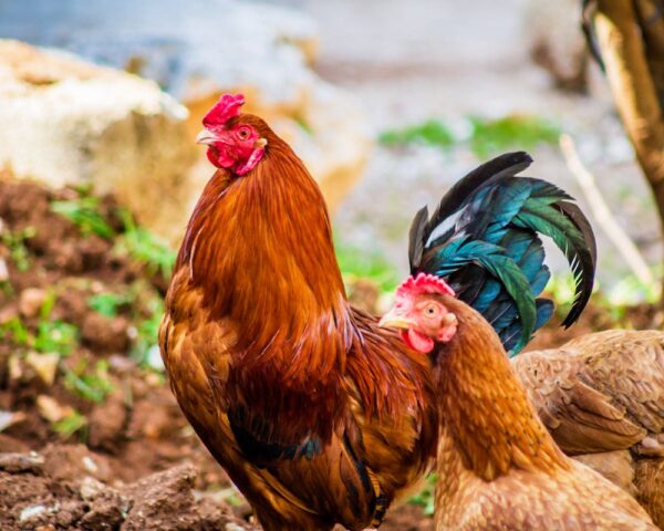 ไก่บ้านกับไก่เนื้อต่างกันอย่างไร? เลือกแบบไหนให้เหมาะกับเมนู