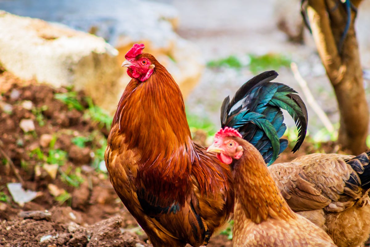 ไก่บ้านกับไก่เนื้อต่างกันอย่างไร? เลือกแบบไหนให้เหมาะกับเมนู